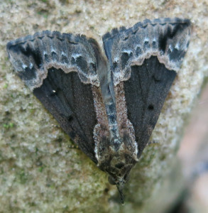 Master of Camouflage Leatherwood Wilderness Tom Walden--September 2013