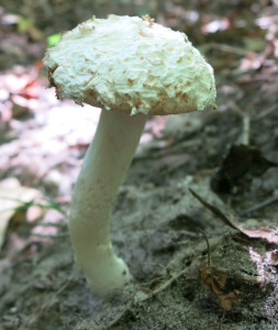 The Fungus Among Us Tom Walden--September 2013