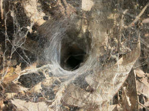 Welcome to the Spider's Lair Leatherwood Wilderness Tom Walden--September 2013