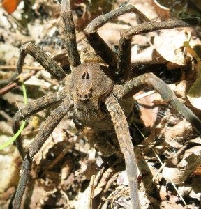 Wanna Dance? Leatherwood Wilderness Tom Walden--September 2013