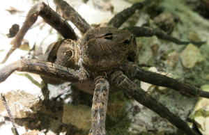 The Itty Bitty Spider Leatherwood Wilderness Tom Walden--September 2013