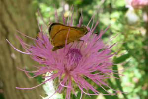 Thistle Get You--Leatherwood Wilderness Tom Walden--September 2013