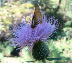 Soft and Prickly Tom Walden--September 2013